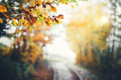 Autumn background with colorful branches and defocused path through forest.