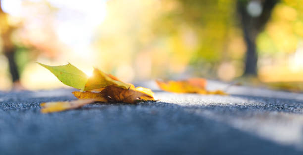 istock Autumn Leaves In Park 982459050