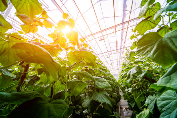 Rows of cucumbers grown in a greenhouse. stock photo