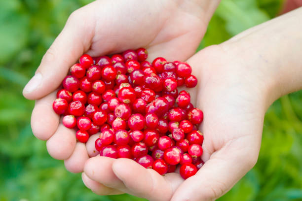 istock Raw fresh berries in hands, cowberry. 982464542