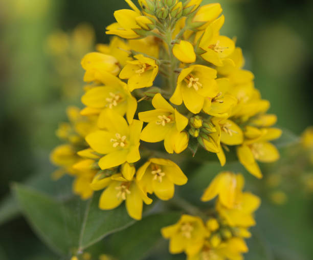 lysimachia vulgaris flower, le jardin salicaire, salicaire jaune ou jardin jaune salicaire, qui fleurit en été - punctata photos et images de collection