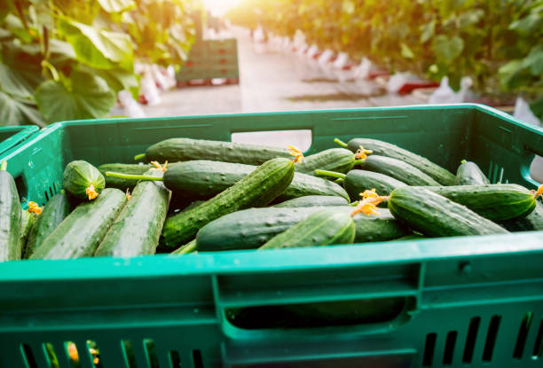 istock Long green cucumbers in a boxes. Greenhouse. 982466616