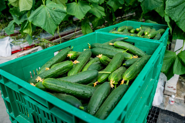 istock Long green cucumbers in a boxes. Greenhouse. 982466632