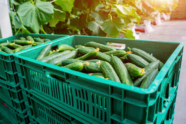 istock Long green cucumbers in a boxes. Greenhouse. 982466714