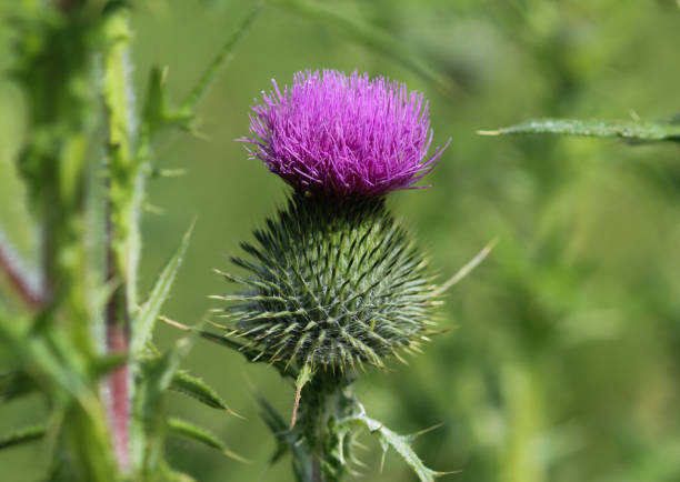 istock Cirsium vulgare flower, the spear thistle, bull thistle, or common thistle, blooming in summer 982488908