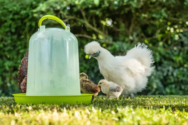 Photo of Cute young, recently hatched free-range chicks seen with one of the adult Silkie mothers by a water drinker.