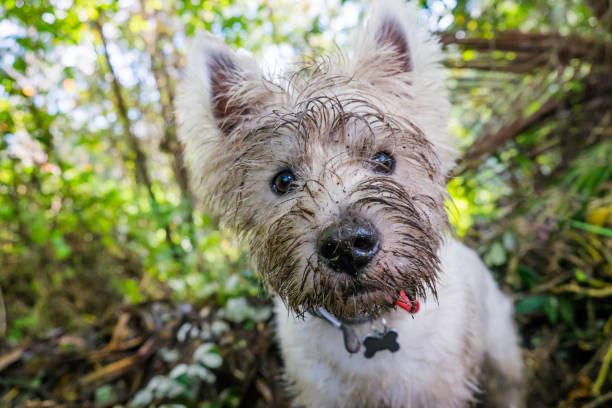 Dirty west highland terrier westie dog with muddy face outdoors in nature - portrait of head Dirty west highland terrier westie dog with muddy face outdoors in nature - portrait of head with shallow depth of field west highland white terrier stock pictures, royalty-free photos & images