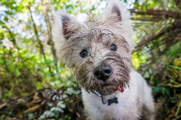 Dirty west highland terrier westie dog with muddy face outdoors in nature - portrait of head with shallow depth of field