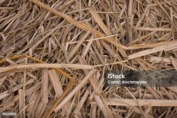 Remainder Of The Bulrush Stock Photo - Download Image Now - Backgrounds, Bare Tree, Cattail