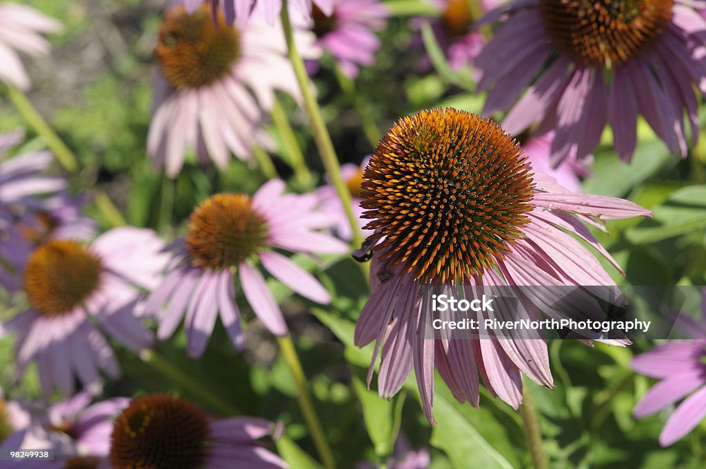 Cono di fiori - Foto stock royalty-free di Aiuola