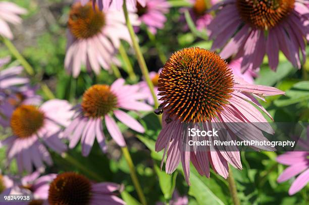 Cone De Flores - Fotografias de stock e mais imagens de Ao Ar Livre - Ao Ar Livre, Canteiro de flores, Cor de rosa