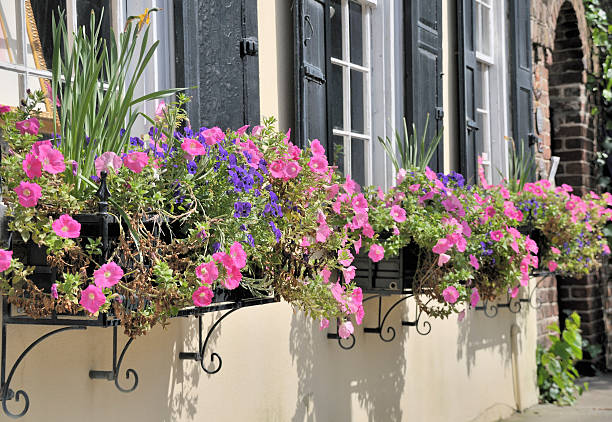 istock Window Boxes, Charleston, South Carolina 98249956