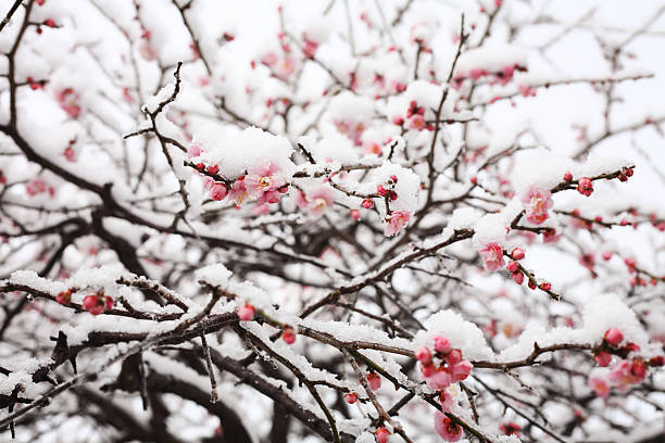 日本の梅の花の最後の 2 月、雪