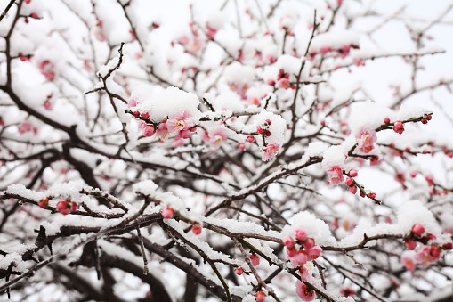 A captivating close-up of a Rosa Gallica, the French Rose, delicately blanketed in snow. Against a dark backdrop, the frozen bloom reveals a quiet elegance, embodying the beauty of winter's subtle touch. A poetic moment frozen in time, celebrating nature's grace and resilience.