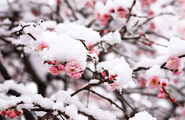 Japanese plum blossom under the snow stock photo