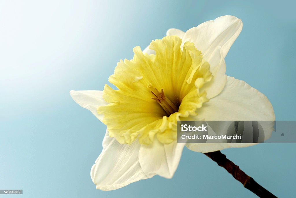 Frühling. - Lizenzfrei Baumblüte Stock-Foto