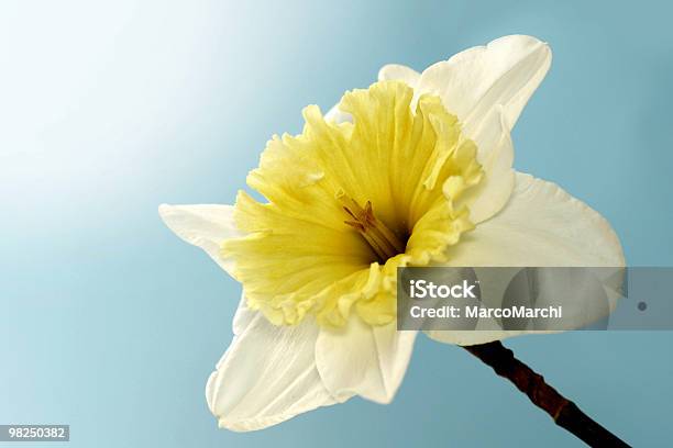 Spring Stock Photo - Download Image Now - Agricultural Field, Beauty, Beauty In Nature