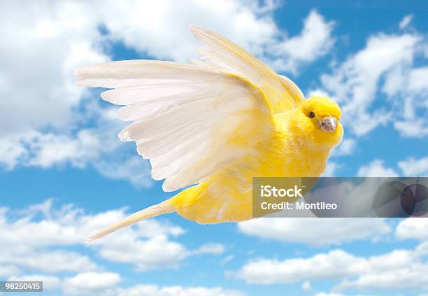 Giallo Canarino Volare Nel Cielo Nuvoloso - Fotografie stock e altre immagini di Canarino delle Isole Canarie - Canarino delle Isole Canarie, Volare, Giallo