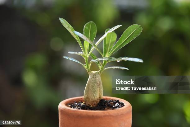 Desert Rose Plant Stock Photo - Download Image Now - Adenium Obesum, Small, Botany