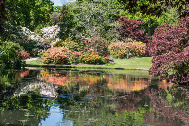 istock Rhododendron and azalea gardens 982504506
