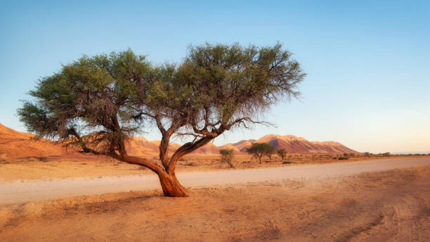 Free Stock Photo of Desolate Tree in Arid Desert Landscape | Download ...