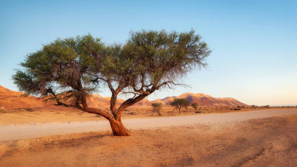 одинокое дерево в пустыне намиб, взятое в январе 2018 года - senegal стоковые фото и изображения