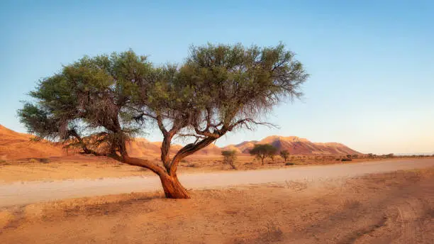 Lonely Tree in the Namib Desert taken in January 2018