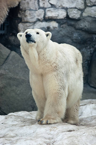 istock Polar bear, Ursus maritimus 98250527