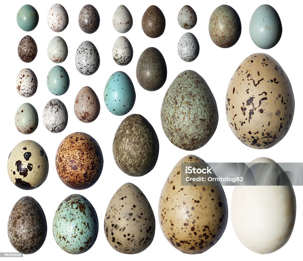 コレクションの鳥の卵。 - 動物の卵のロイヤリティフリーストックフォト