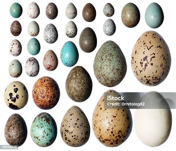 コレクションの鳥の卵 - 動物の卵のストックフォトや画像を多数ご用意 - 動物の卵, 鳥, バリエーション