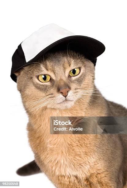 Gatto Nel Cappello Da Baseball - Fotografie stock e altre immagini di Berretto da baseball - Berretto da baseball, Gatto domestico, Abbigliamento