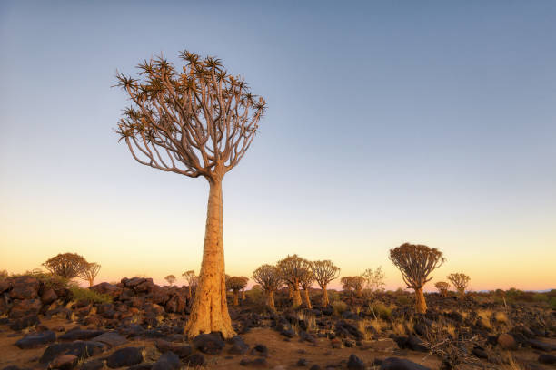 istock Quiver Tree Forest in Southern Namibia taken in January 2018 982505646