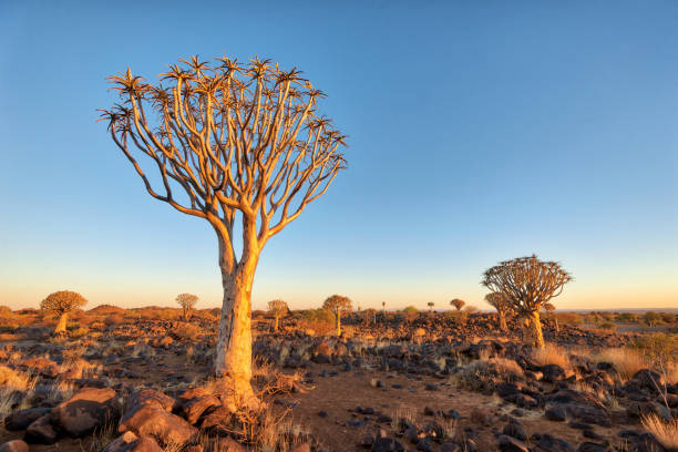 istock Quiver Tree Forest in Southern Namibia taken in January 2018 982505656