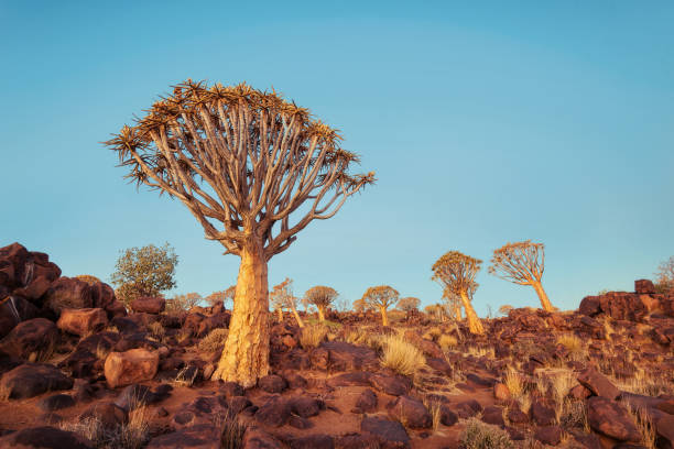 istock Quiver Tree Forest in Southern Namibia taken in January 2018 982505662