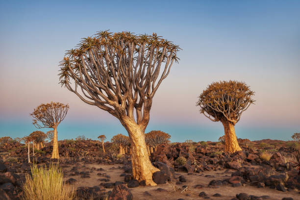 istock Quiver Tree Forest in Southern Namibia taken in January 2018 982505666