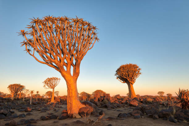 istock Quiver Tree Forest in Southern Namibia taken in January 2018 982505670