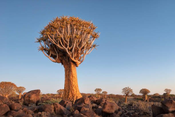 istock Quiver Tree Forest in Southern Namibia taken in January 2018 982505682