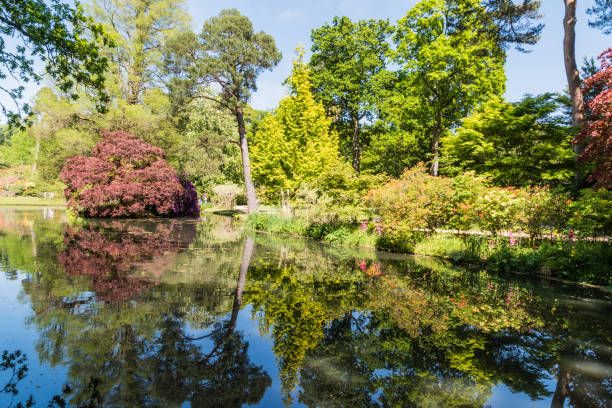 istock Rhododendron and azalea gardens 982506316