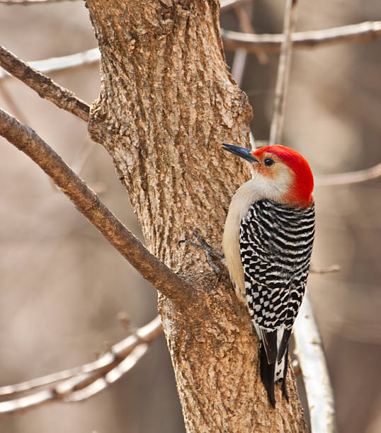 istock Red-bellied Woodpecker, Melanerpes carolinus 98250799