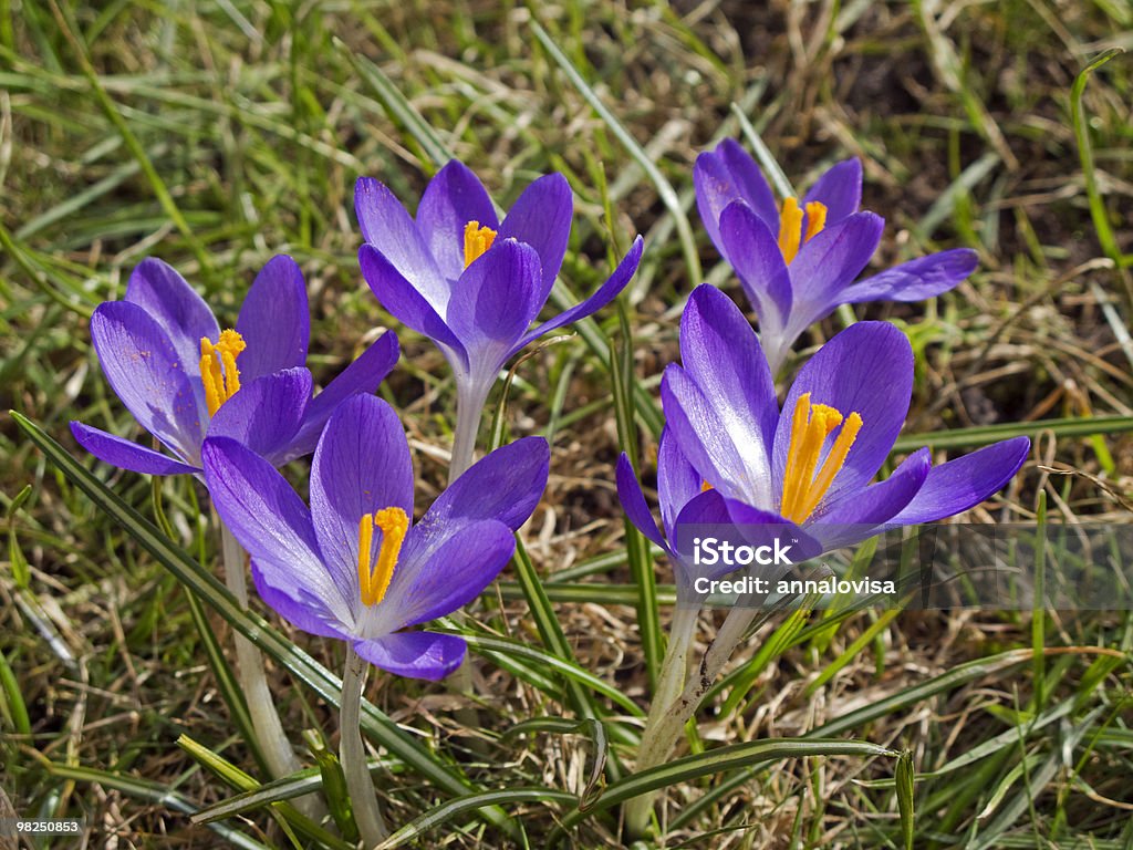 Krokus - Lizenzfrei Bildkomposition und Technik Stock-Foto