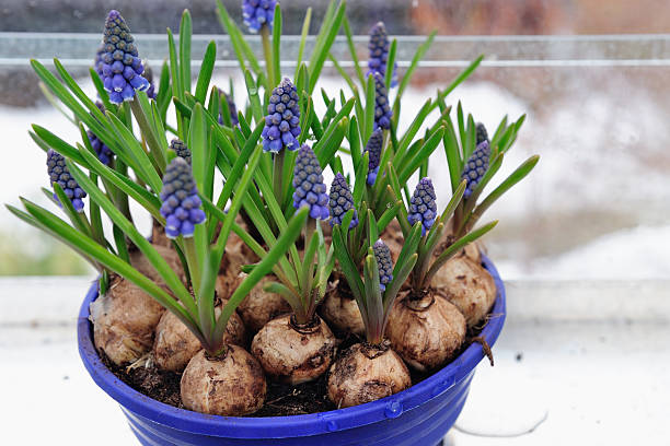 istock Blue grape hyacinths in a flower pot 98251032