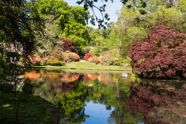 istock Rhododendron and azalea gardens 982512866