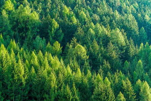 Green forest of fir and pine trees landscape background in the wilderness nature area. Concept of sustainable natural resources, healthy environment and ecology.