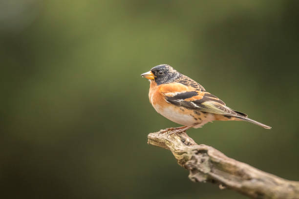 istock The Brambling, Fringilla montifringilla 982523402