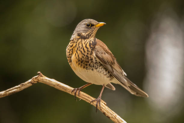 istock Fieldfare, Turdus pilaris 982523472