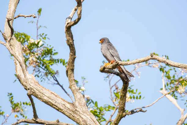 istock ‎red-footed falcon, Falco vespertinus 982524900