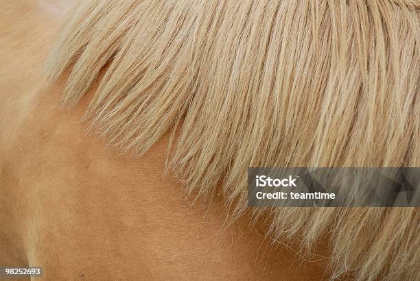 Chestnut Mane Stock Photo - Download Image Now - Animal, Animal Hair, Animal Mane