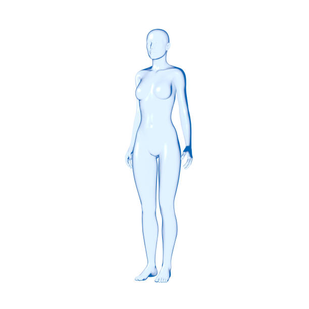 3D Rendering image of human body, female.