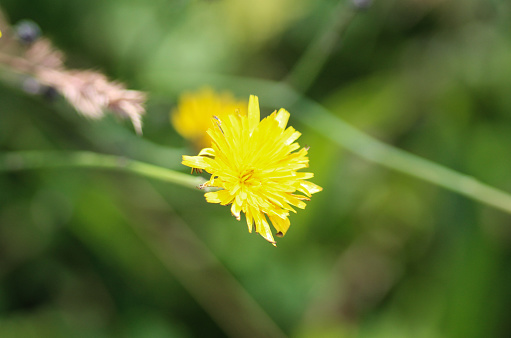 close up of Hypochaeris radicata flower