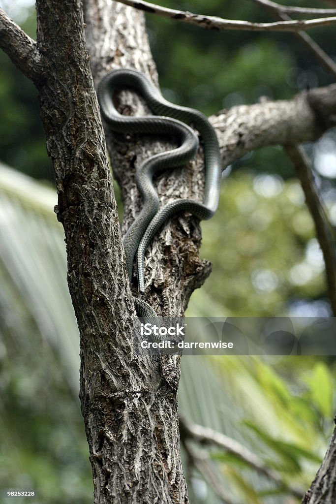 Serpiente de caza - Foto de stock de Aire libre libre de derechos